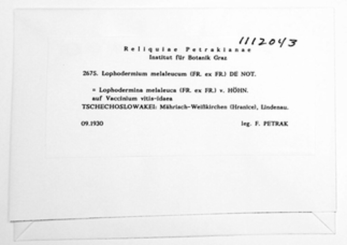 Lophodermium melaleucum image